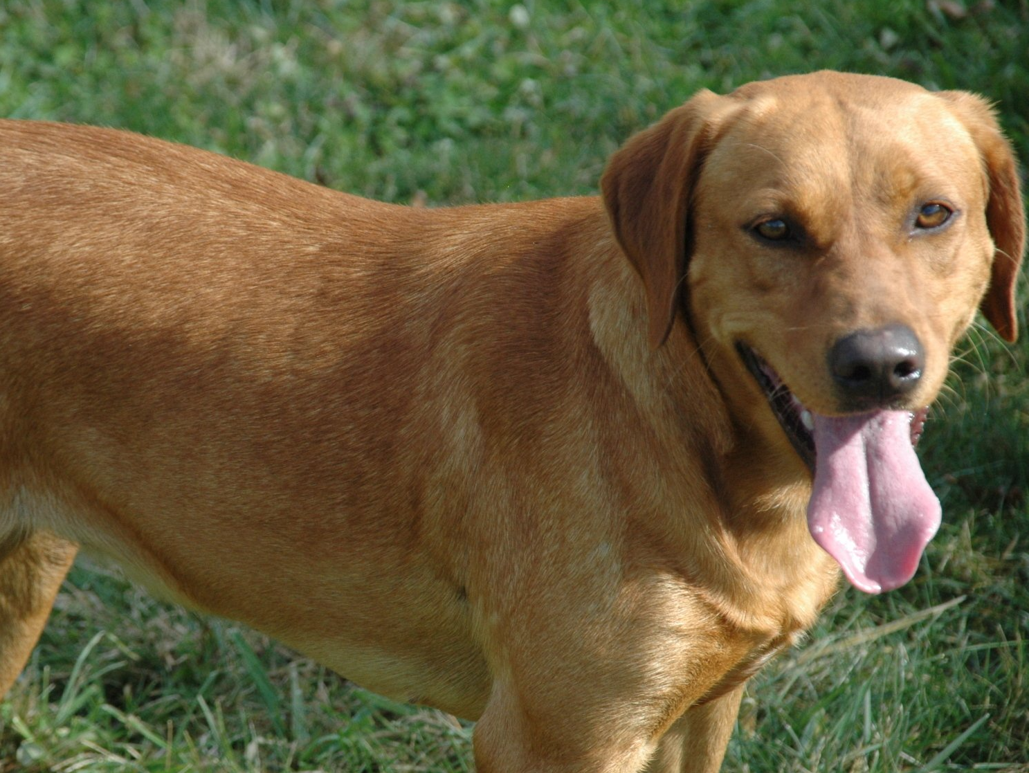 Brown dog standing on grass with tongue out
