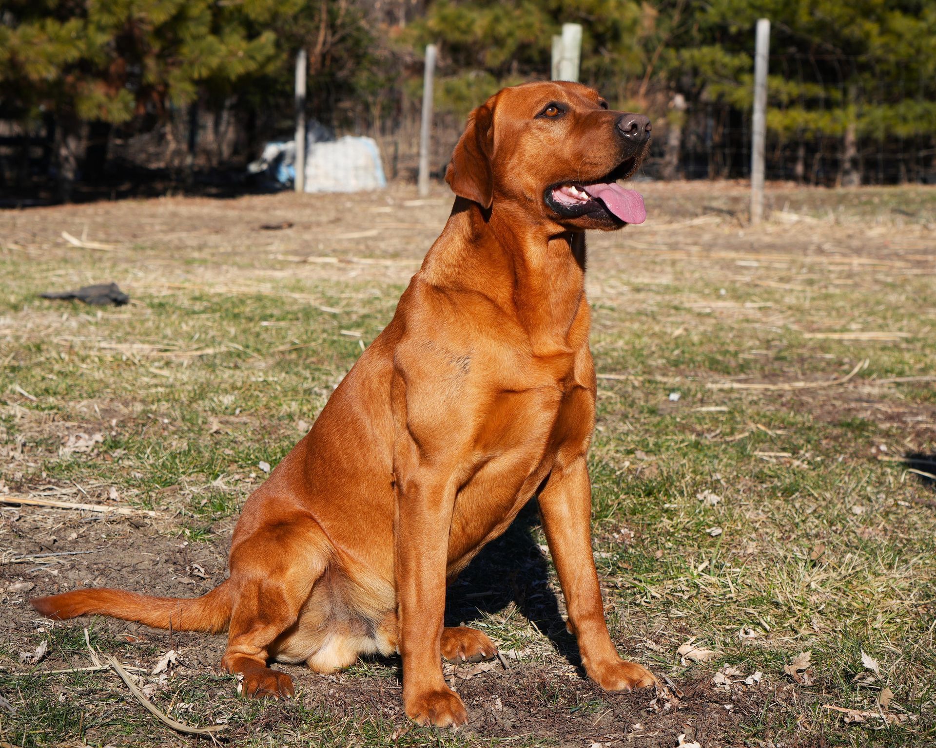 Brown dog sitting outdoors on grass, panting with tongue out