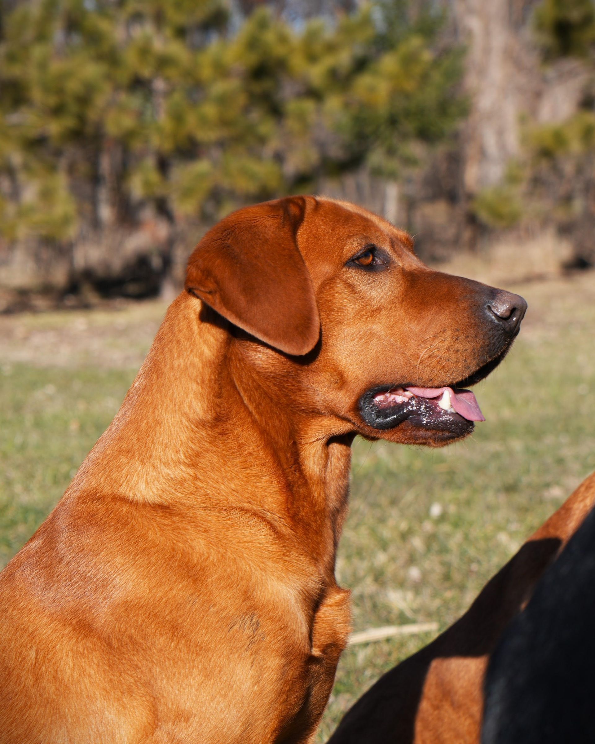 Brown dog in profile outdoors with mouth open, standing on grass in sunlight.