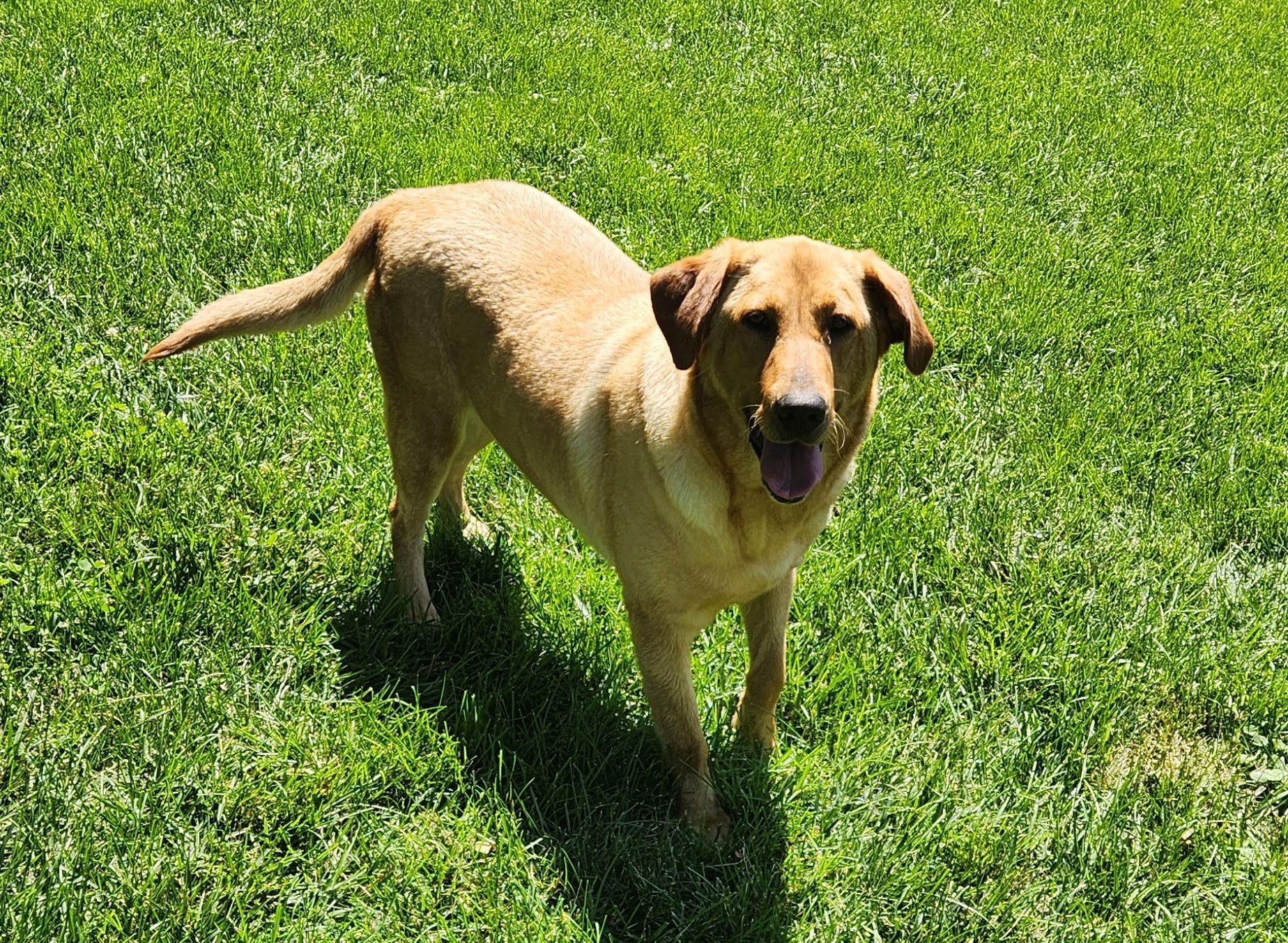 Tan dog standing on green grass in bright sunlight