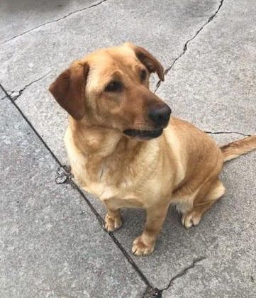 Tan dog sitting on cracked concrete, looking to the side.