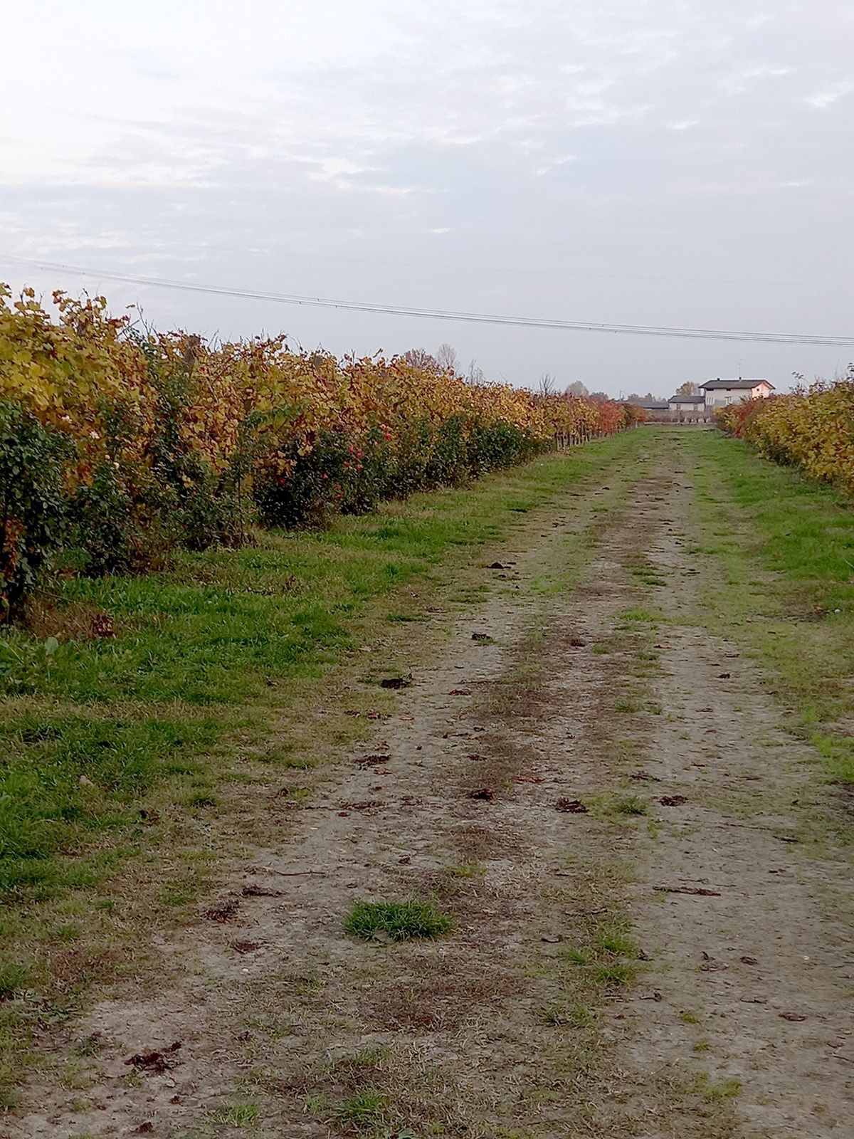 vigneti in autunno