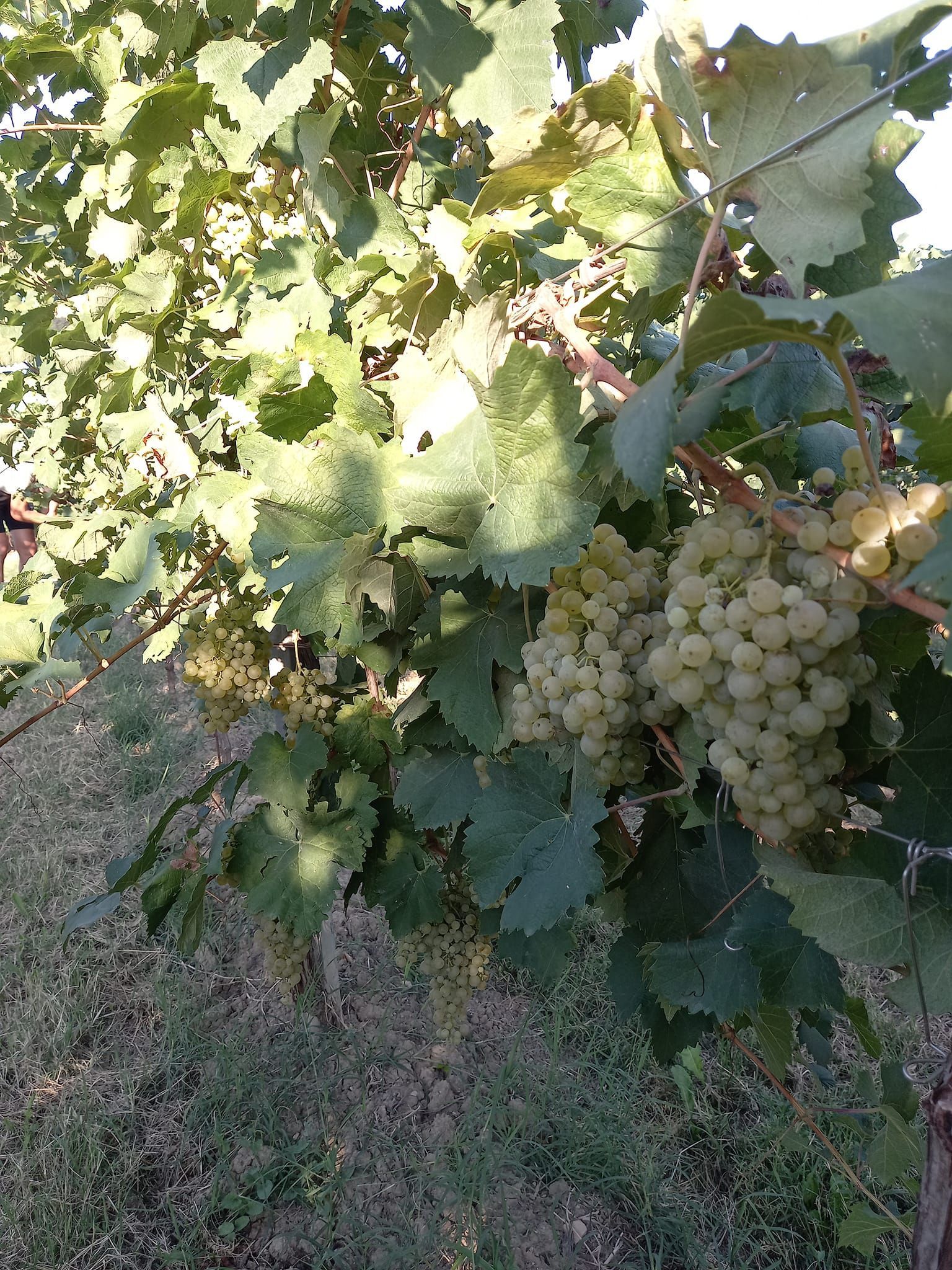 uva bianca