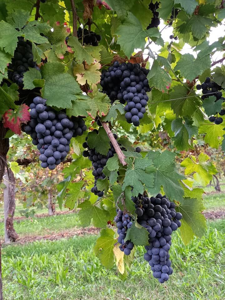 uva rossa