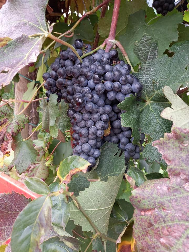 uva nera