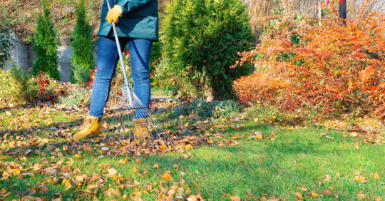 Person raking leaves on a grassy lawn. Autumn colors, green bushes and trees in the background.