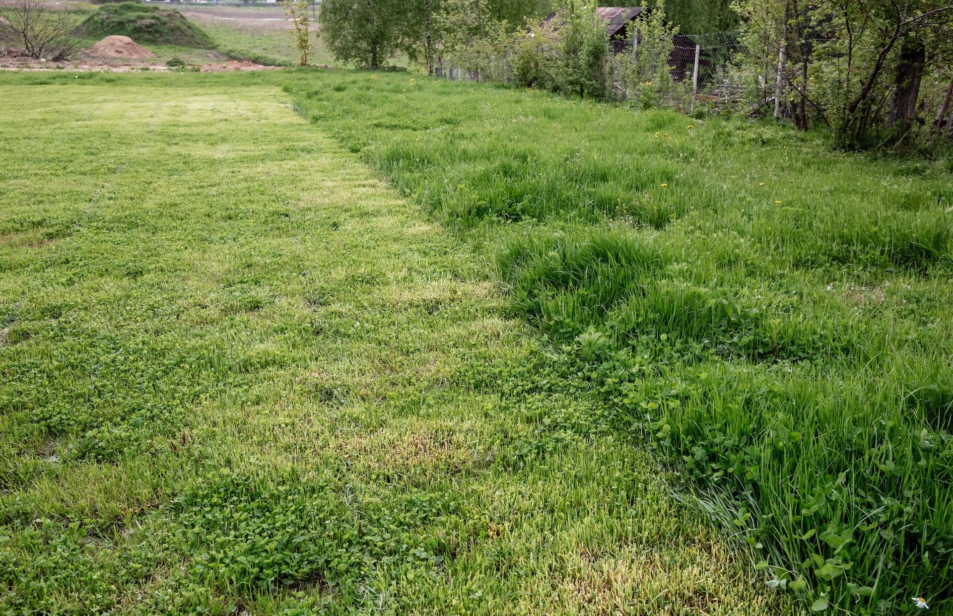 Lawn with a stark contrast: one side is dull green, the other vibrant. Trees and a building are in the background.