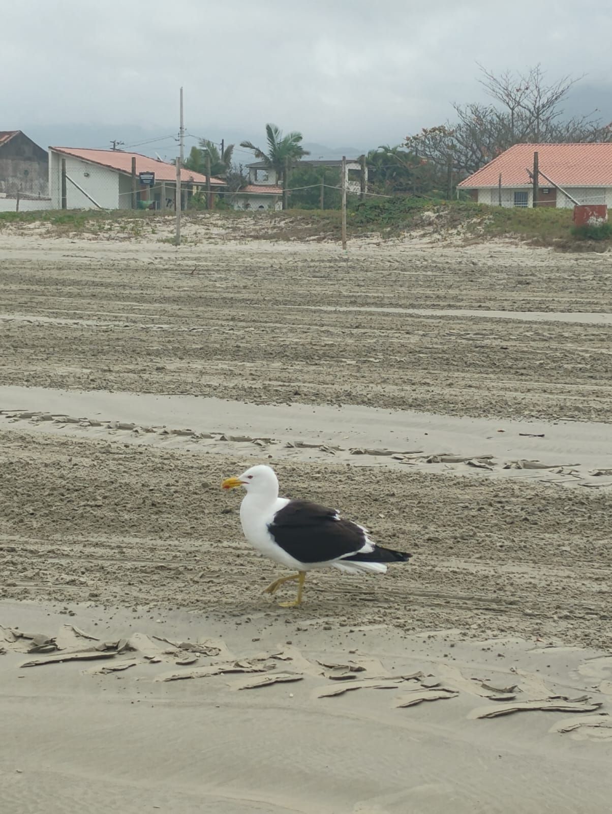 Gaivota com asas pretas e corpo branco caminhando na praia de areia; casas ao fundo.