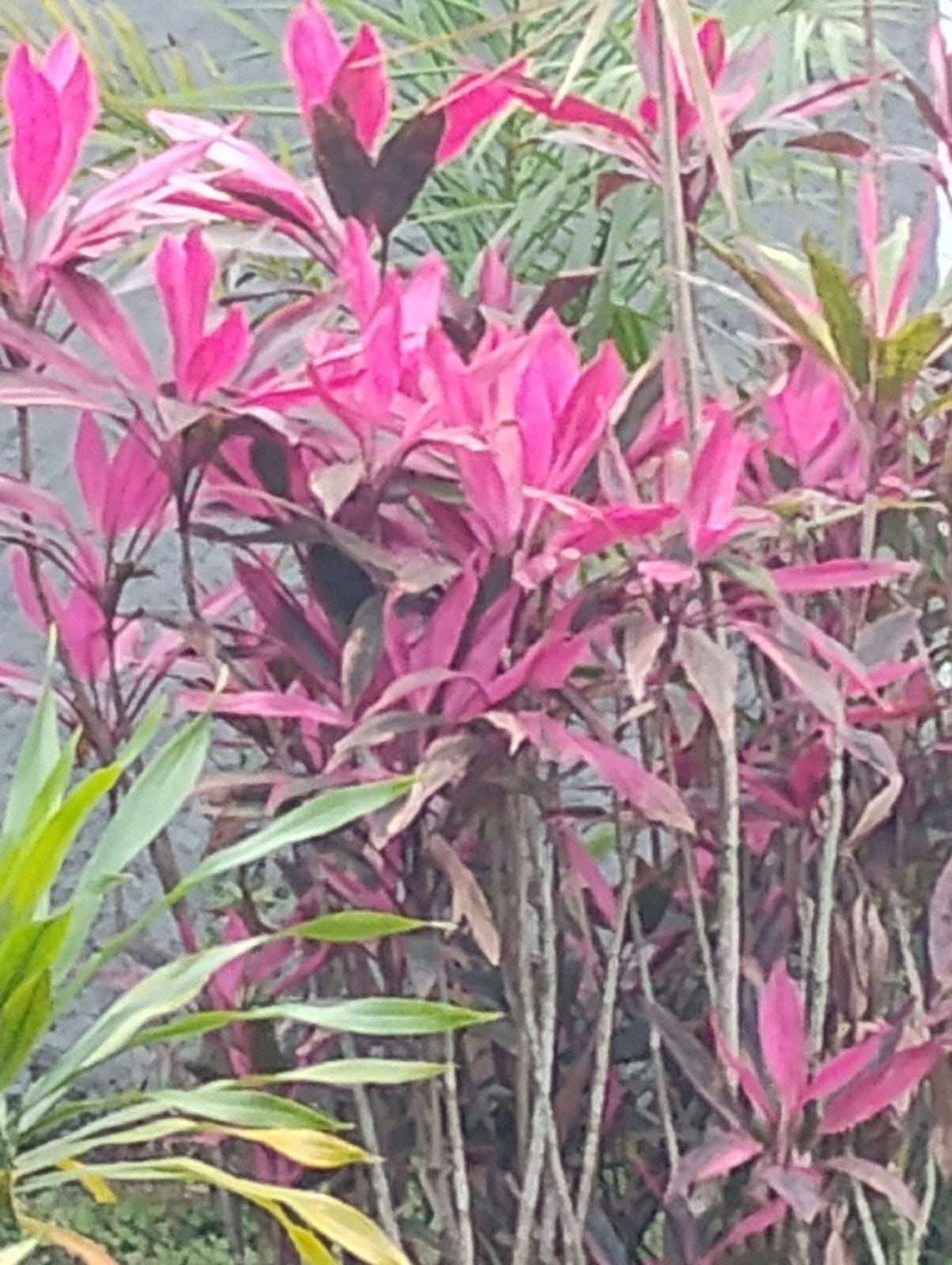 Folhagem de planta ti rosa e roxa crescendo ao ar livre.