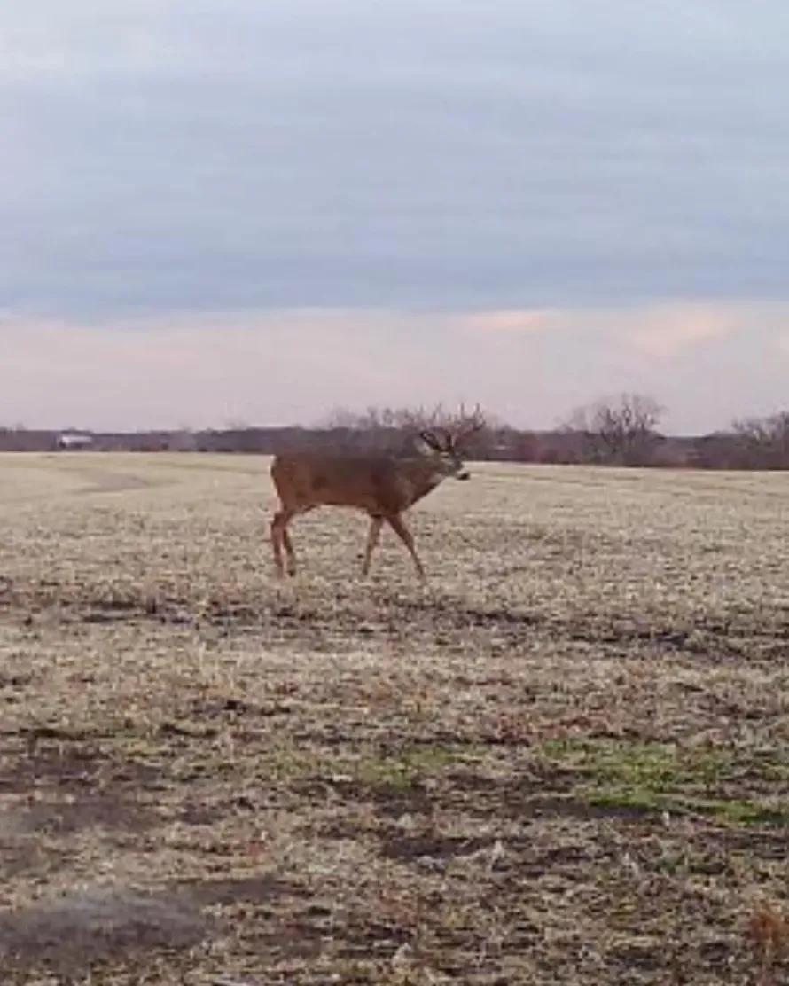 Hunter in orange gear smiles beside a deer with antlers in a brushy field.