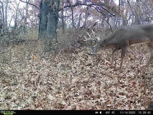 Hunter in orange gear smiles beside a deer with antlers in a brushy field.