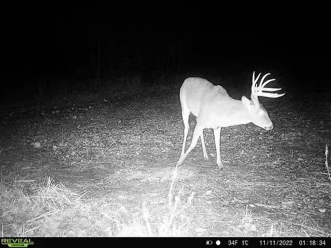 Night-vision trail camera image of a buck with antlers standing in a grassy field at night.