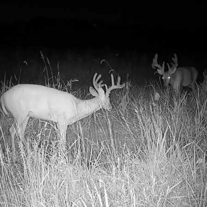 Hunter in orange gear smiles beside a deer with antlers in a brushy field.