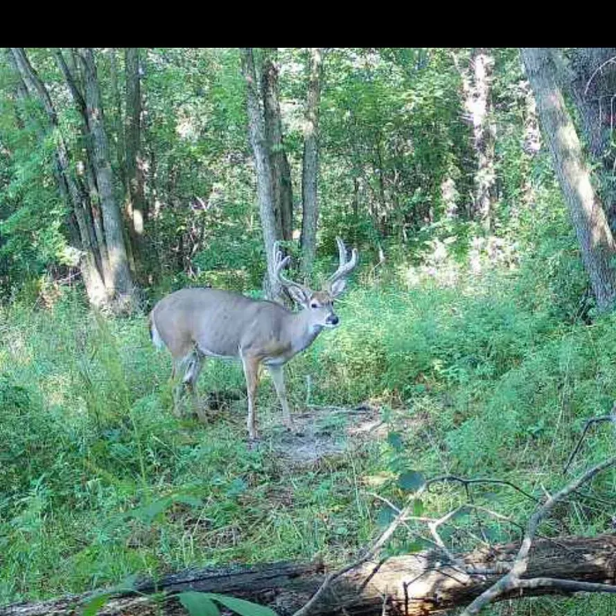 Male deer standing in a sunlit forest clearing among green trees and brush