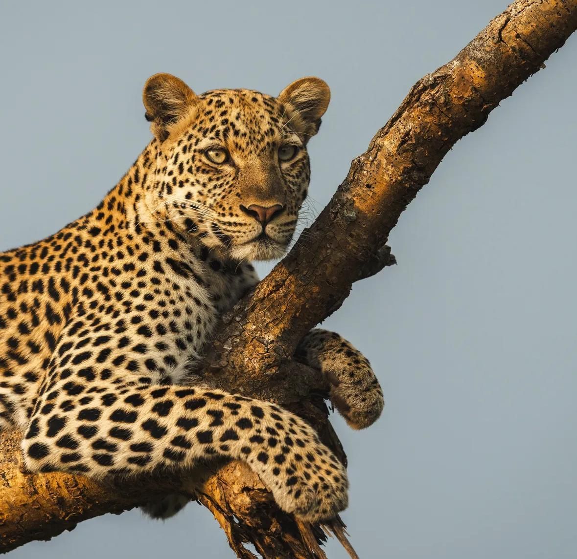 Tree Climbing Leopards