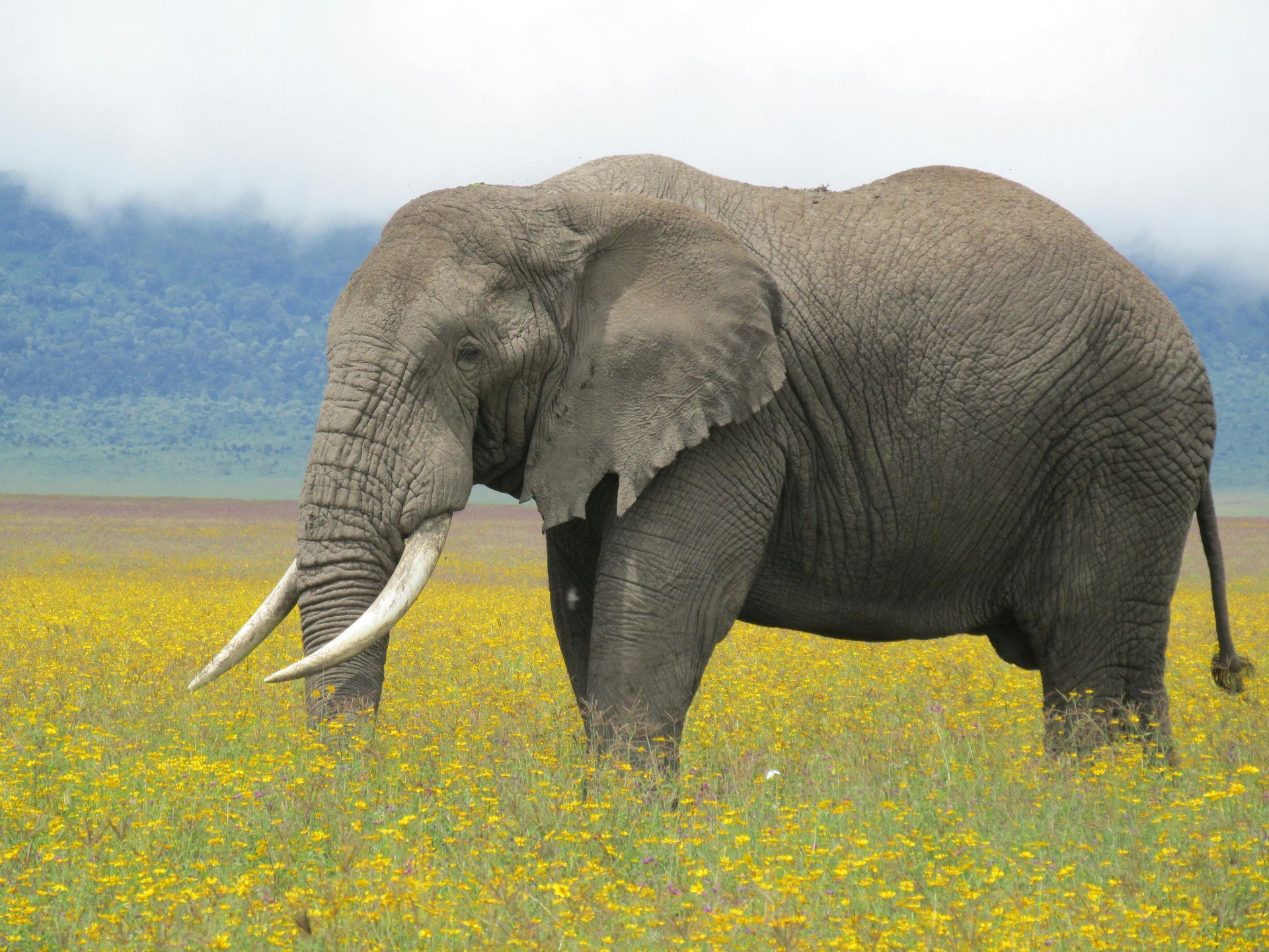 An elephant in Ngorongoro Crater
