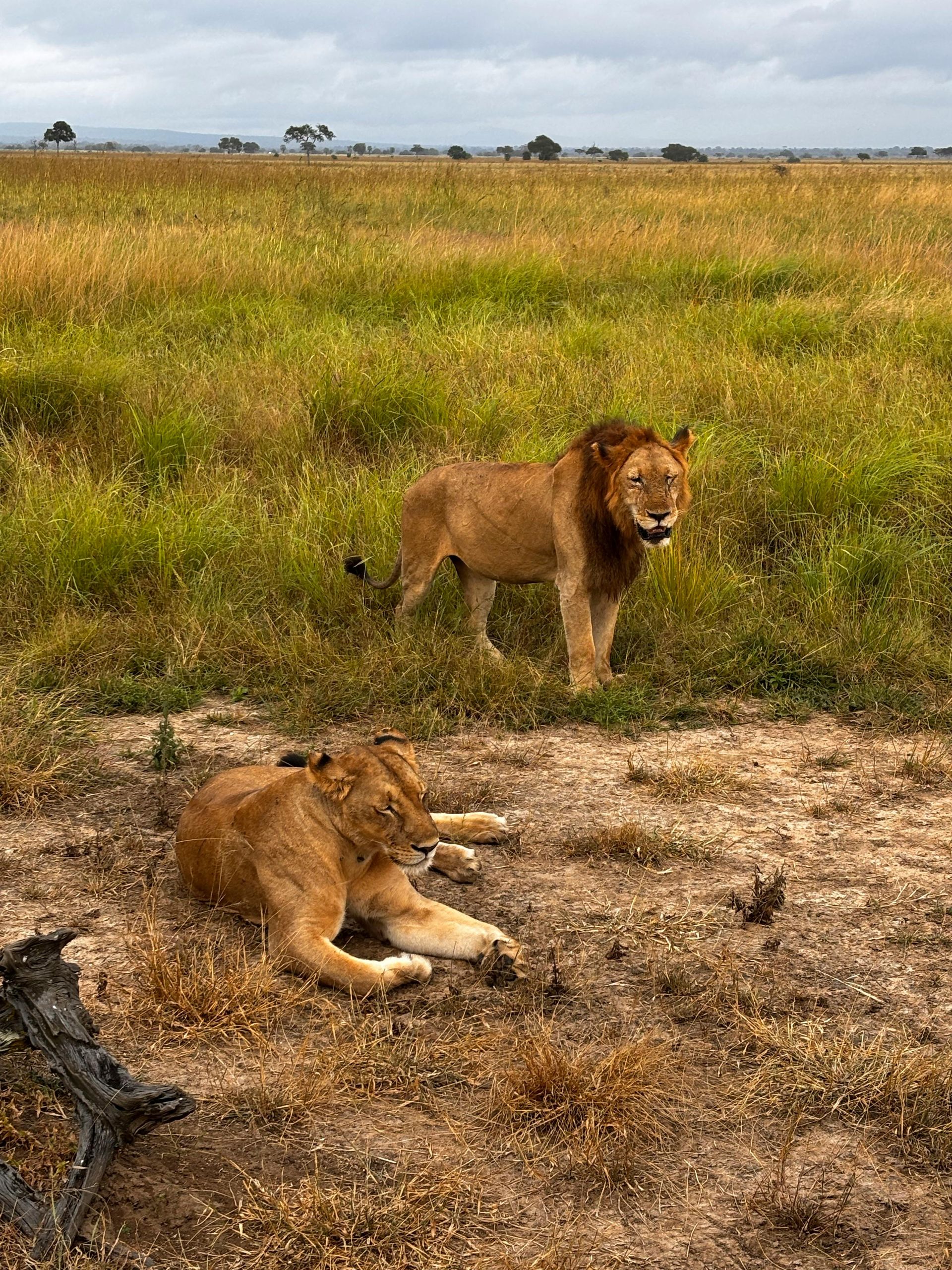 The lion family in Serengeti National Park