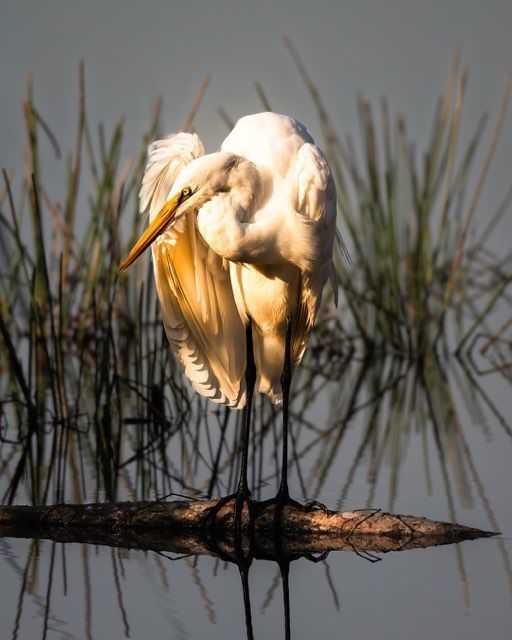 White egret preening its feathers while standing on a branch in reflective water.