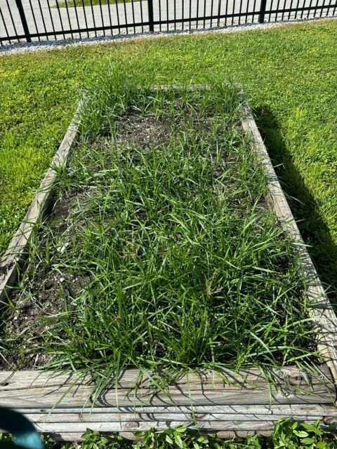 A wooden garden bed filled with green grass and a fence in the background.