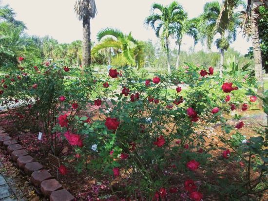 A garden with lots of red roses and palm trees