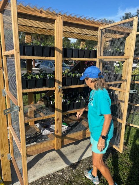 Woman looking at plants in black pots, inside a wooden screened enclosure outdoors.