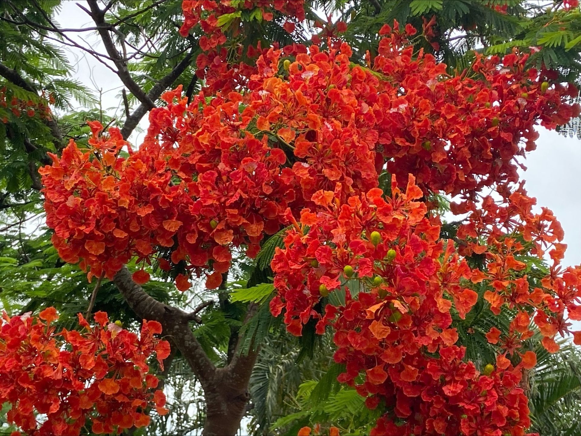 A tree with lots of red flowers on it