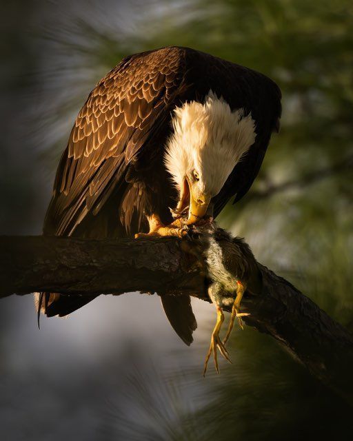 Bald eagle perched on a branch, eating prey. Brown and white feathers, sunlight, green background.
