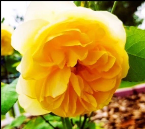 Yellow rose with multiple layers of petals, surrounded by green leaves and a blurred background.