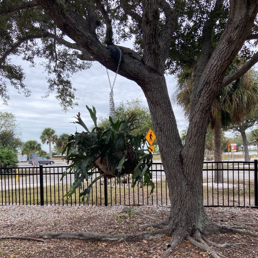 Large staghorn fern in a hanging basket suspended from a tree branch, near a black fence and road.