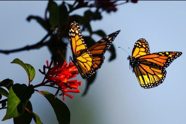 Two monarch butterflies near red flowers on a leafy branch against a blue sky.