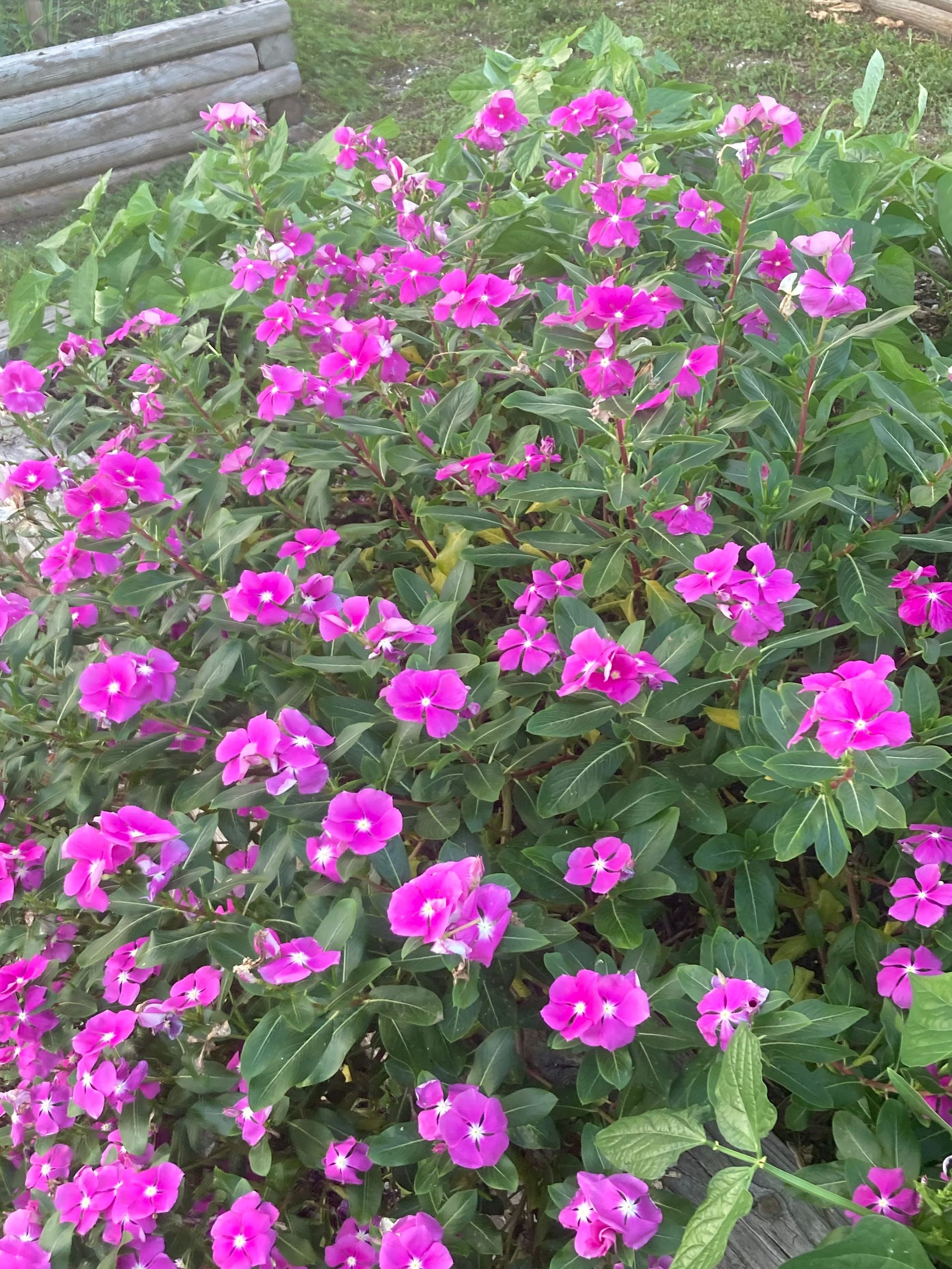 A bunch of purple flowers are growing in a garden.