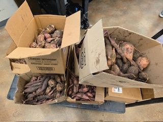 Boxes overflowing with various root vegetables on a concrete floor.