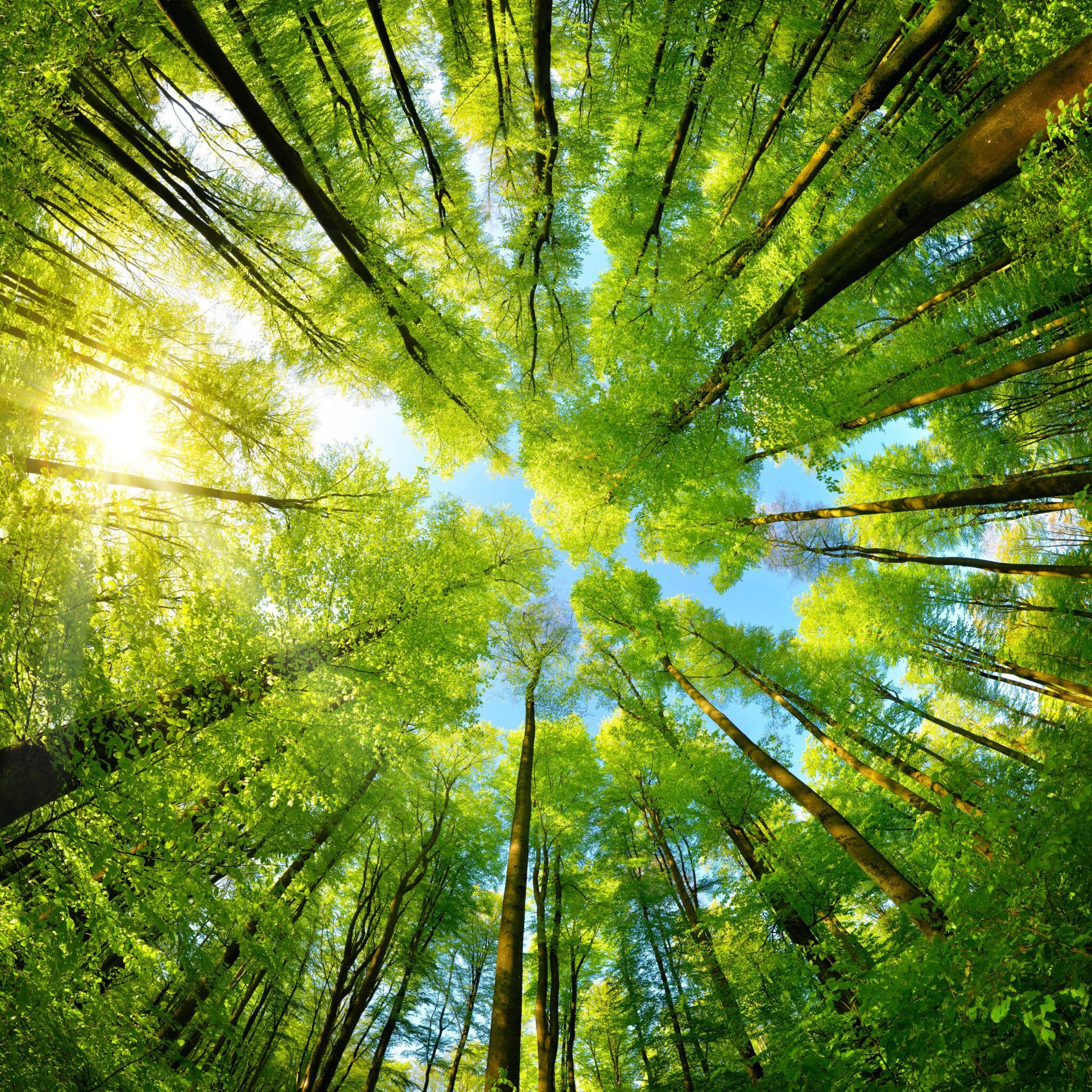 Looking up into a forest with the sun shining through the trees