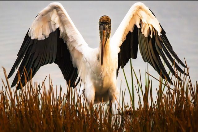 Wood stork with wings outstretched, standing in tall grass near water. Black and white feathers.
