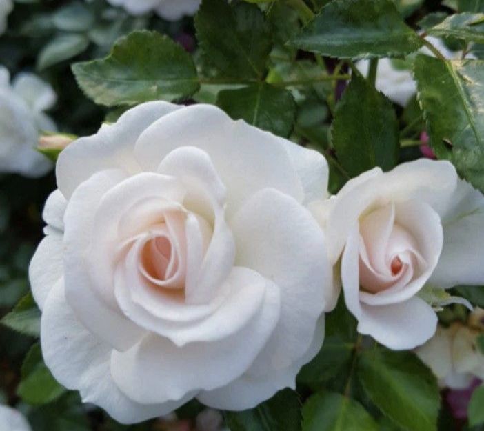 Two white roses are surrounded by green leaves