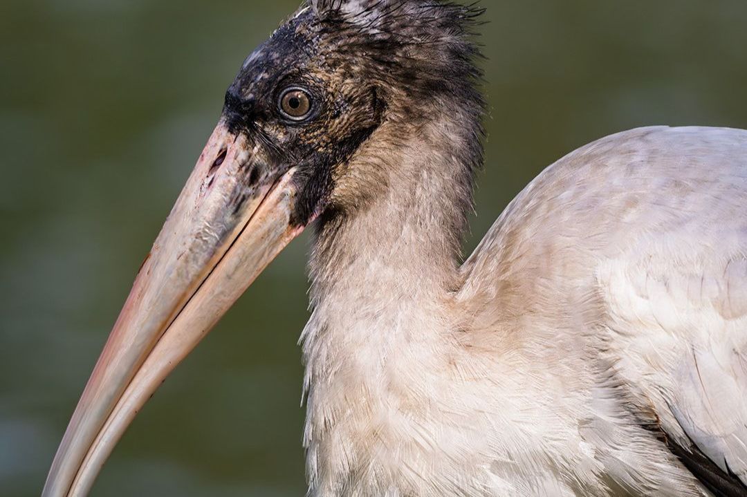 Wood stork, close-up. White body, dark, featherless head, and long, downward-curving beak.