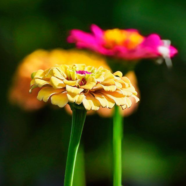 Close-up of a yellow zinnia flower with a green stem, blurred pink and yellow flowers in the background.