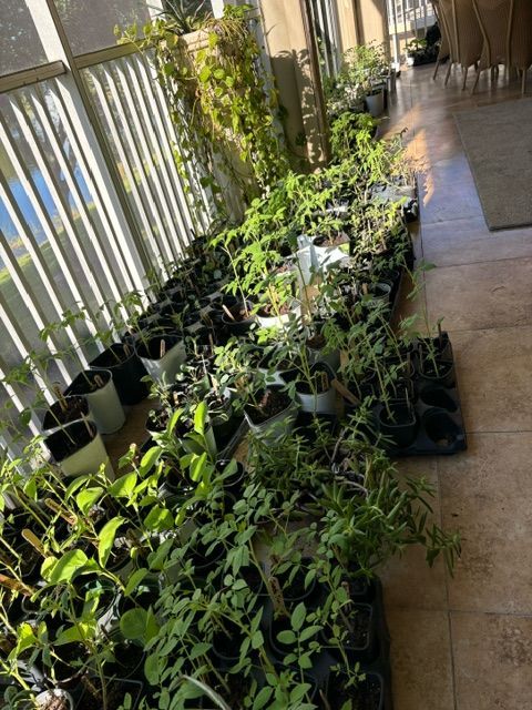 A balcony filled with lots of potted plants.