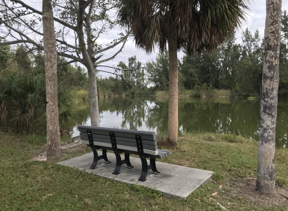 Bench overlooking a pond in a park, with trees on either side.