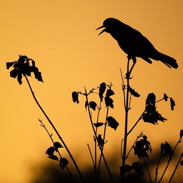 Silhouette of a bird singing, perched on a plant stem, against an orange sky.