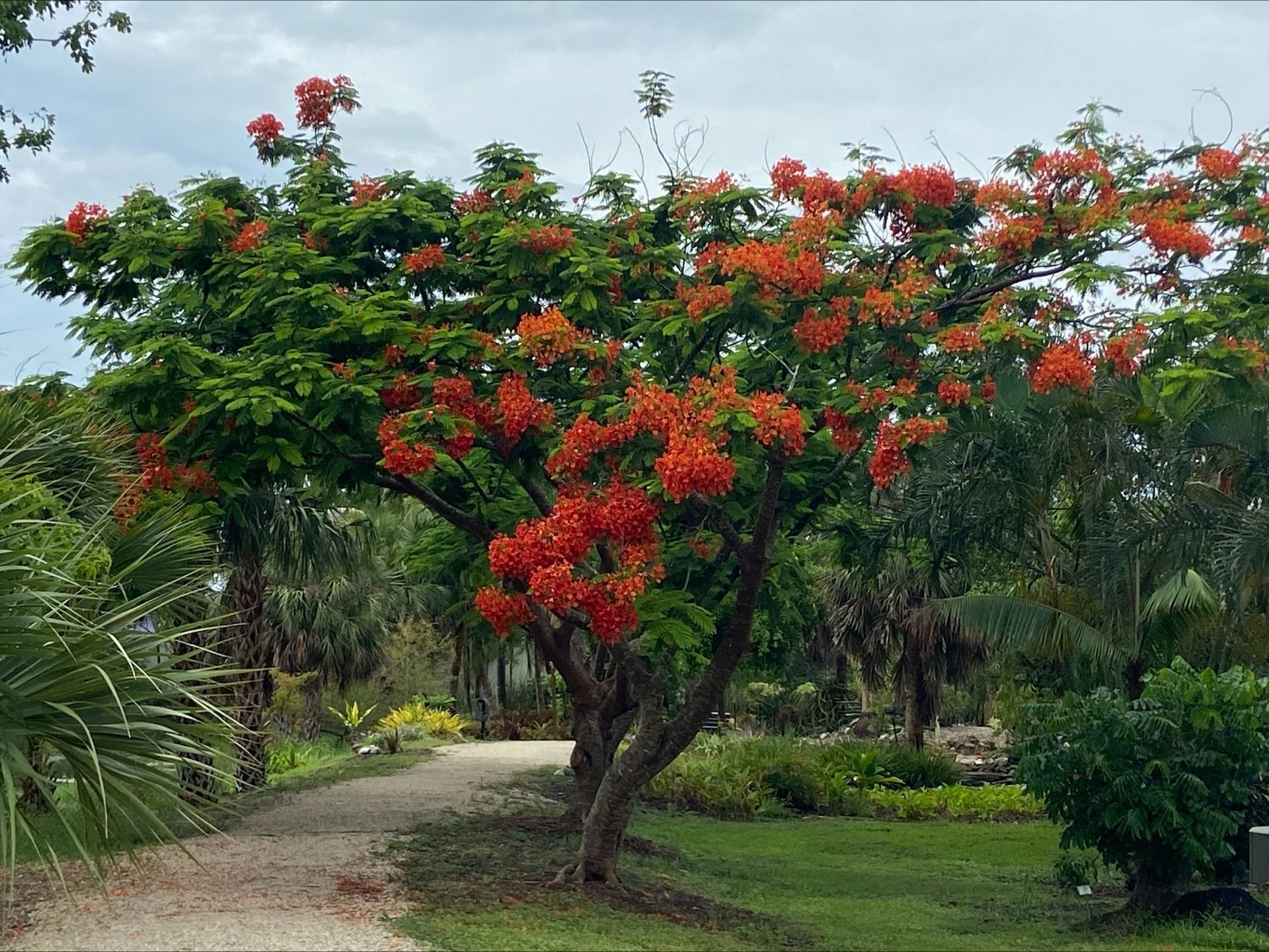A tree with red flowers along a path in a park