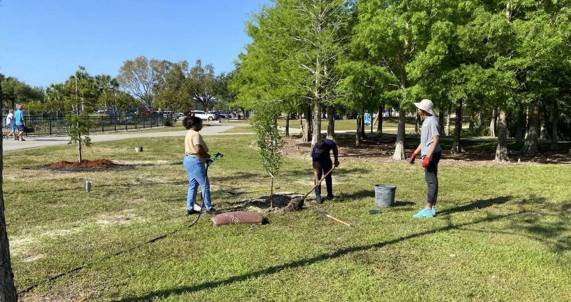 A group of people are planting trees in a park.