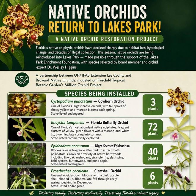 Native orchids return to Lakes Park restoration project infographic with plant photos and species counts