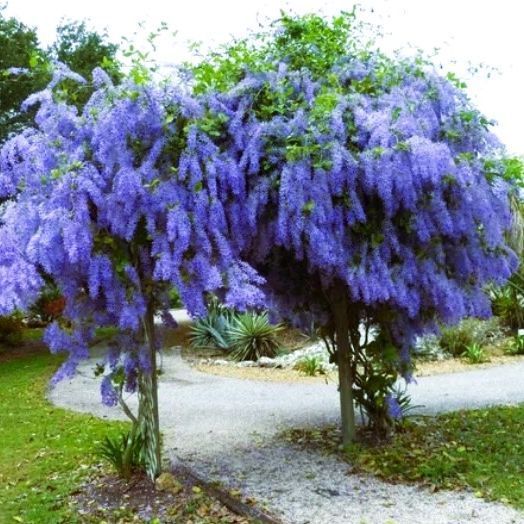 A tree with lots of purple flowers on it