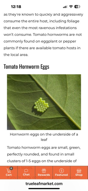 Green tomato hornworm eggs on a leaf.