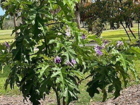 A tree with purple flowers and green leaves in a park.