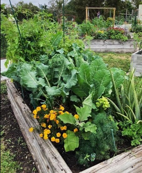 A garden filled with lots of plants and flowers