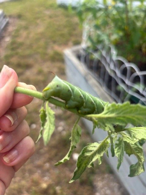 Hand holding a large green tomato hornworm on a tomato plant stem.