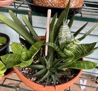 A potted plant with a wooden stick sticking out of it.