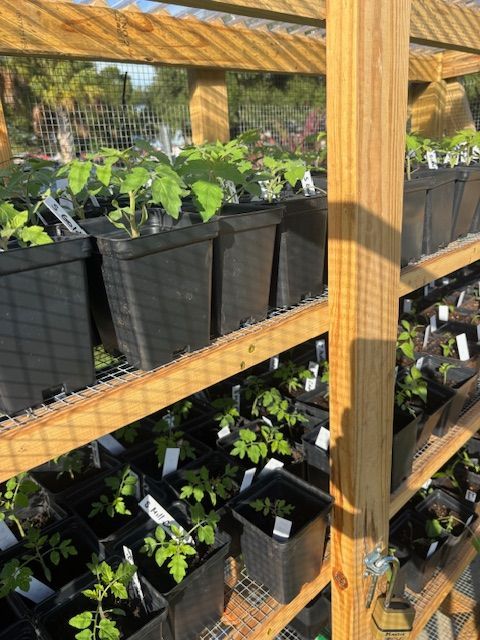 Wooden shelving unit filled with potted tomato plants, outdoors.